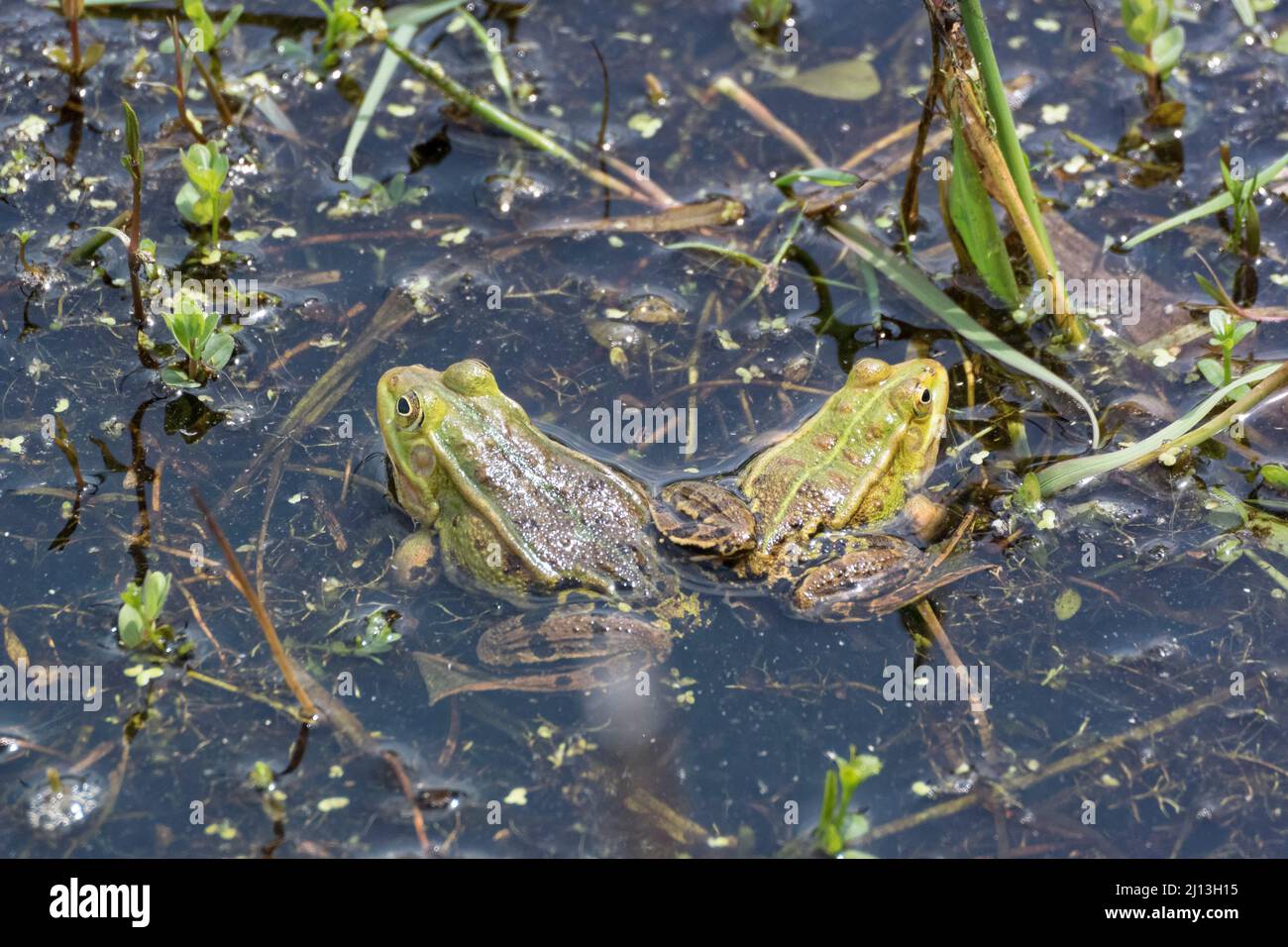 Marsh Frog (Pelophylax ridibundus), formally Rana ridibundus, pair at rest Stock Photo