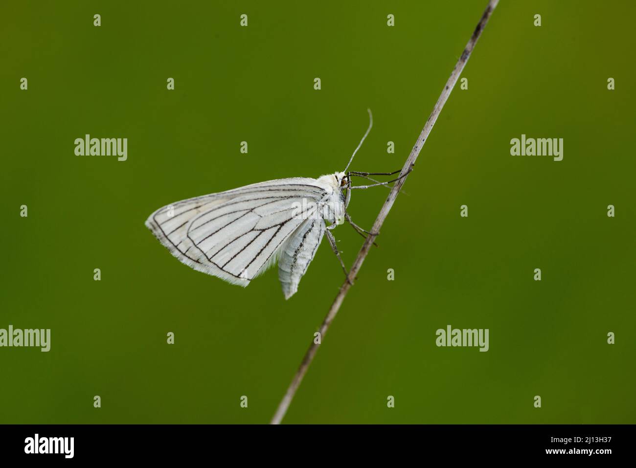 Black-veined Moth (Siona lineata) Stock Photo