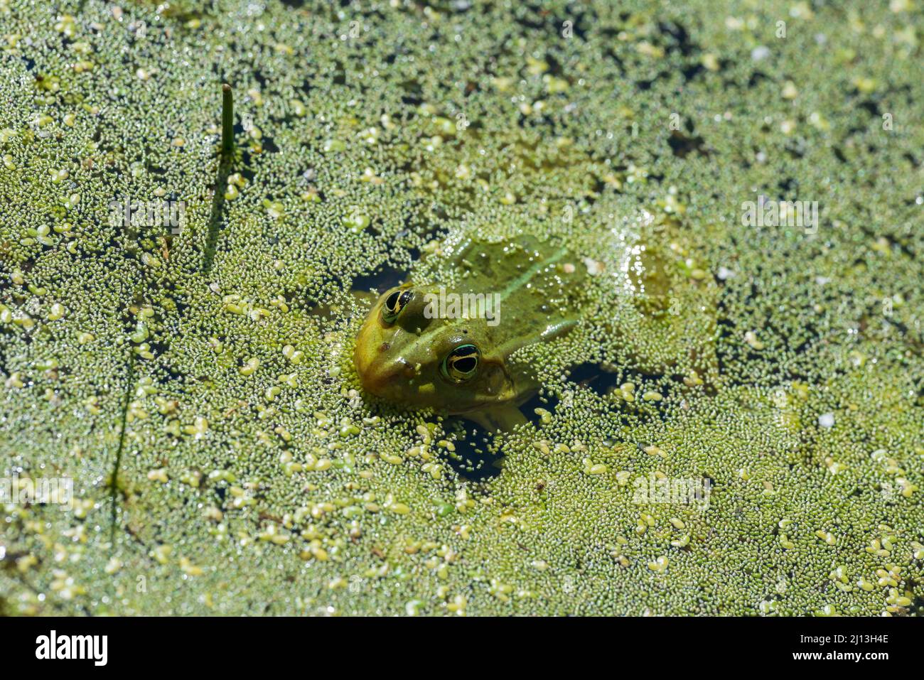 Marsh Frog (Pelophylax ridibundus), formally Rana ridibundus, pair at rest Stock Photo