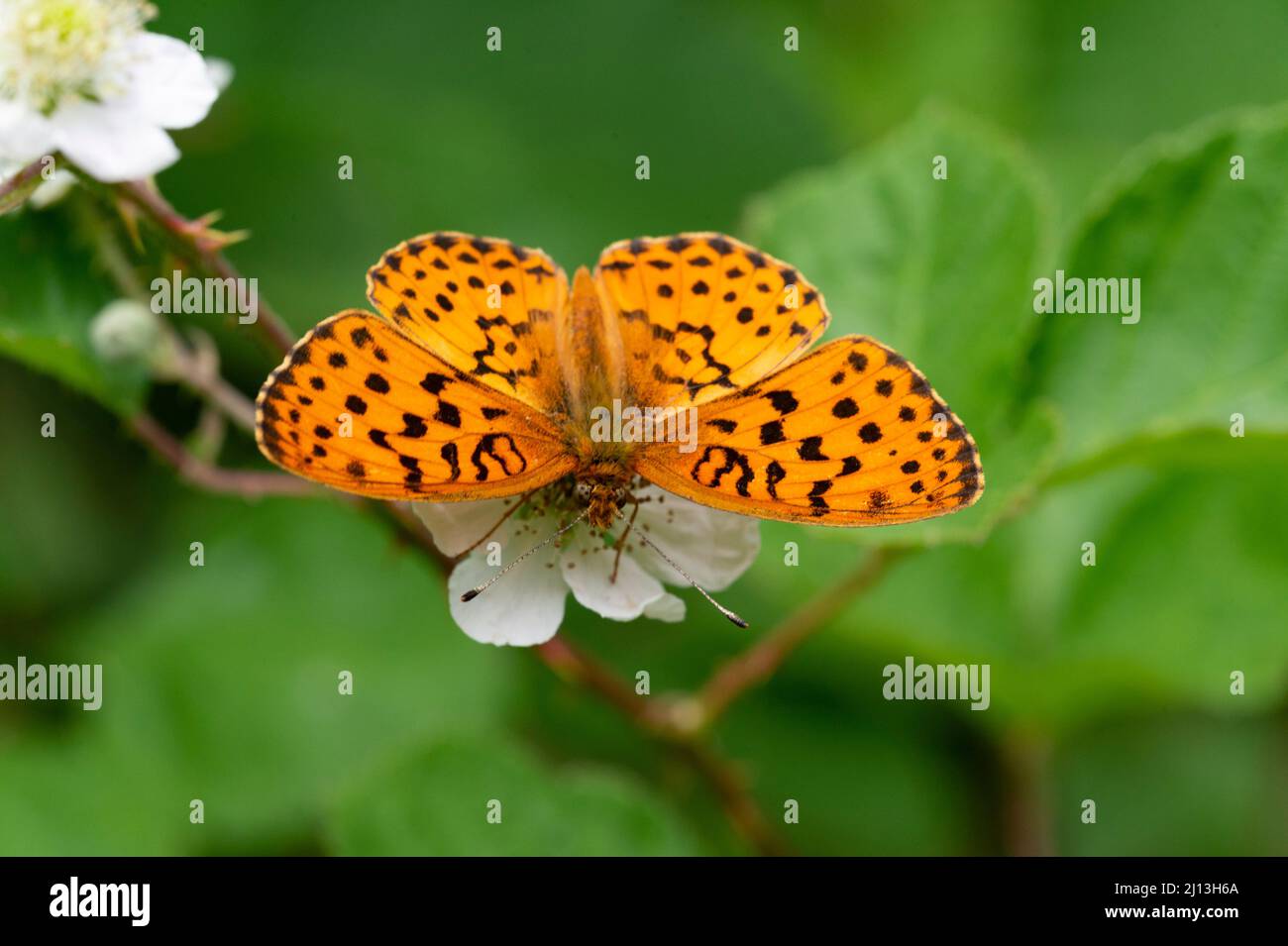 Marbled Fritillary butterfly (Brenthis daphne), on Bramble Stock Photo