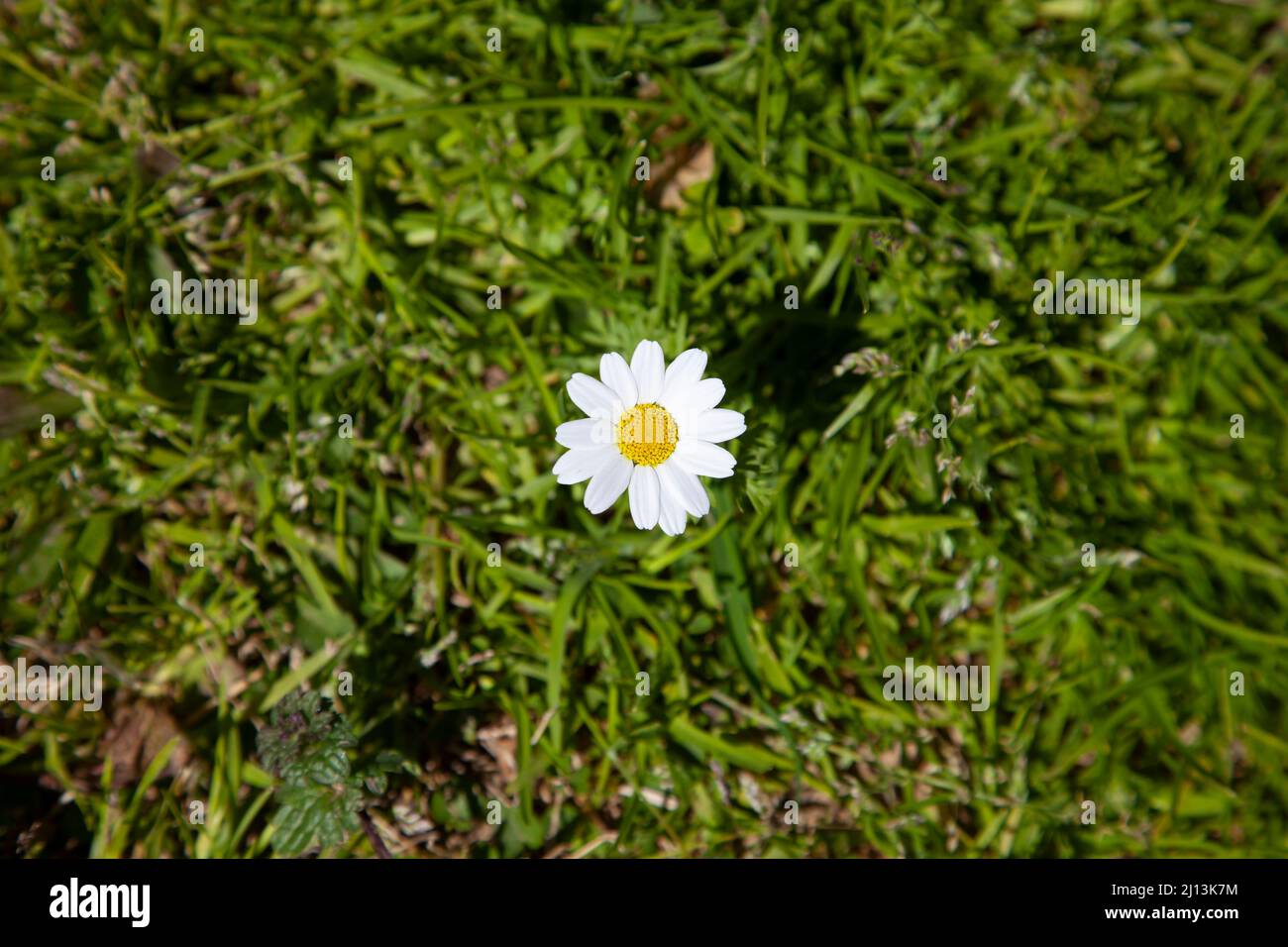 Shasta daisy or Leucanthemum superbum. Single small shasta daisy on the grass. Abstract loneliness. Top of view and selective focus. Stock Photo