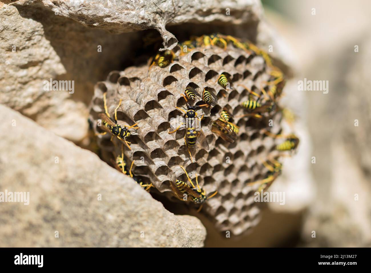 A nest or hive of Large Paper Wasps, Polistes gallicus, striped yellow