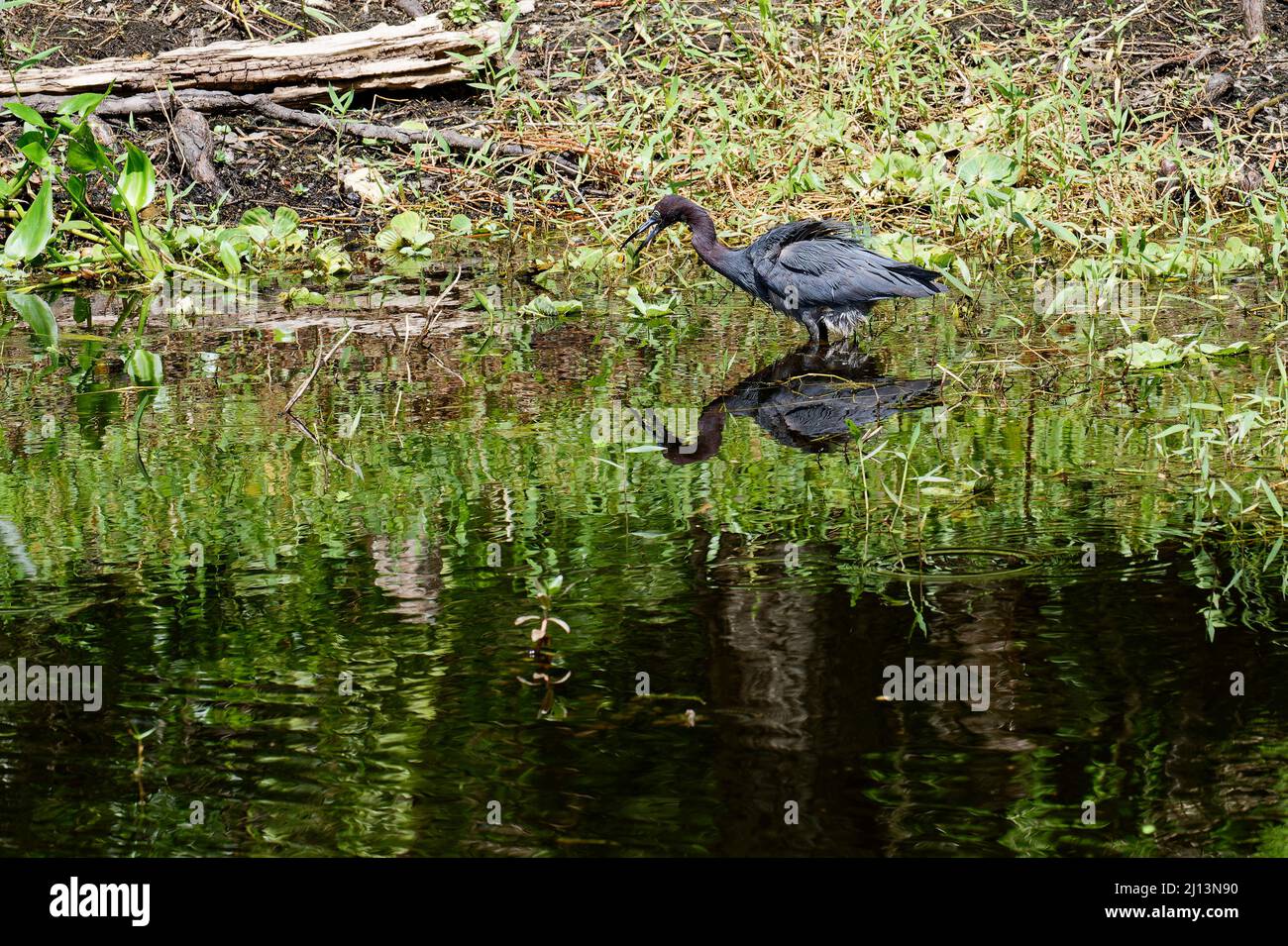 Great blue heron, standing in water, beak open, squawking, reflection, Ardea herodias, wildlife, nature, animal, CREW Bird Rookery Swamp, Florida,  Na Stock Photo