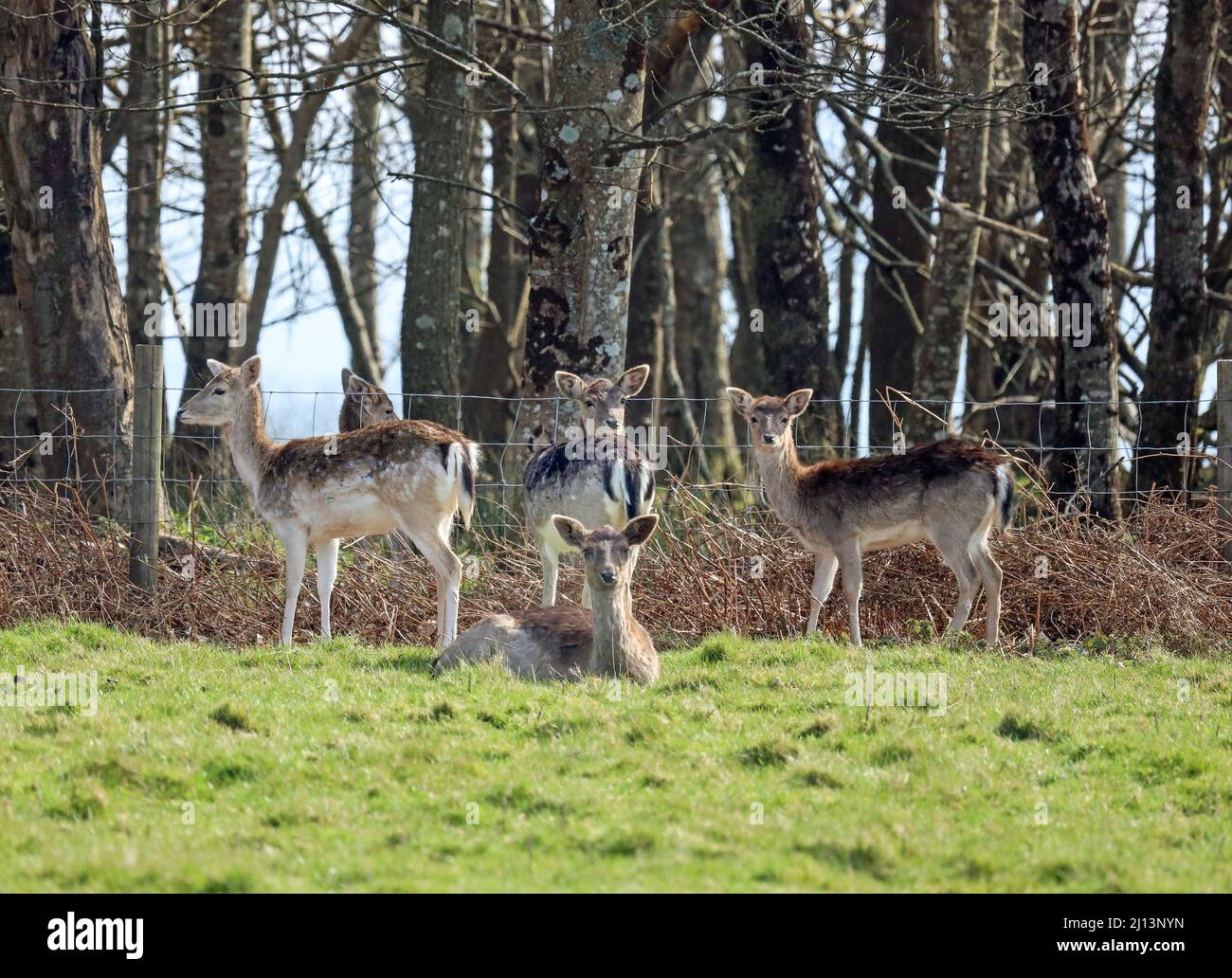 Longshot of Deer at resting near the Grotton Plantation at Deer Park, Mount Edgcumbe Estate on the Rame Peninsula in south east Cornwall Stock Photo