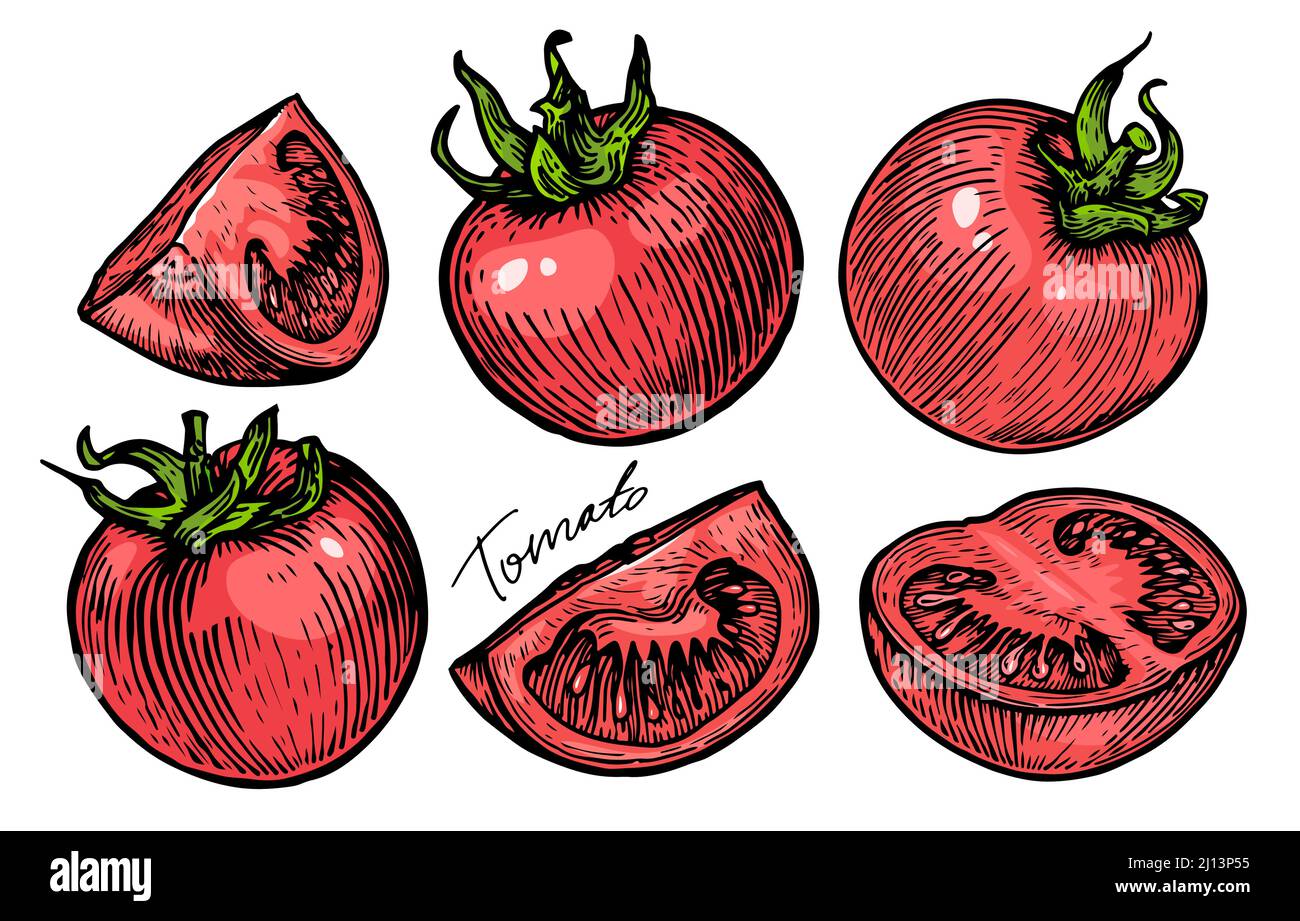 Red whole tomato and slices set. Organic vegetables. Farm food vector ...