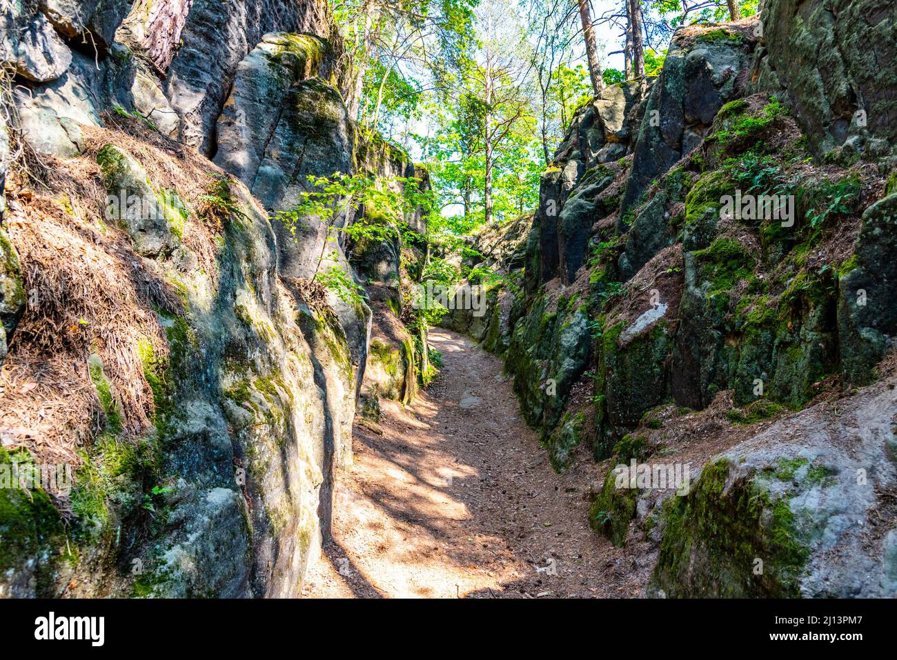 Forest road dug into sandstone rock Stock Photo - Alamy