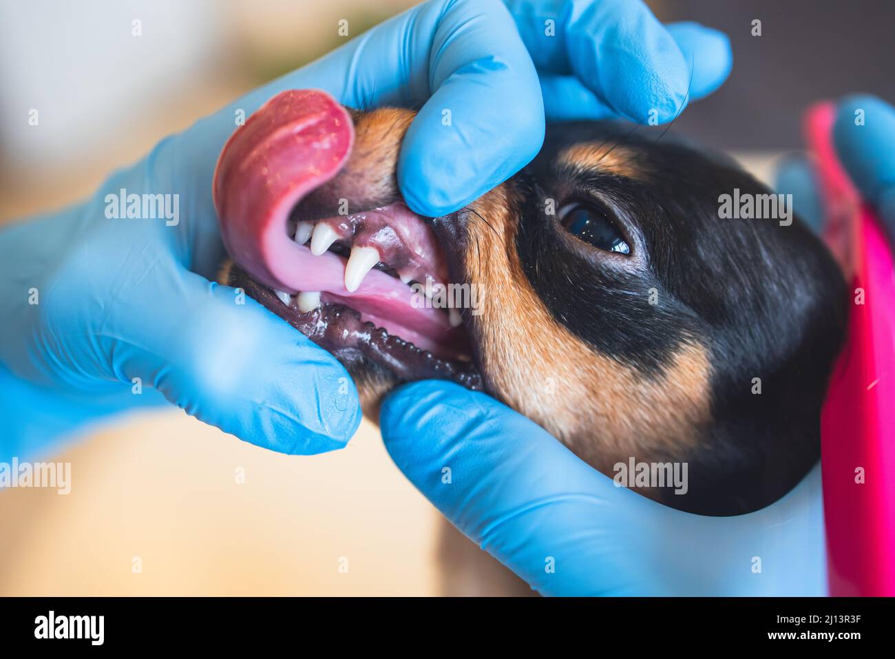 Veterinarian specialist holding the small dog and cleaning whitening
