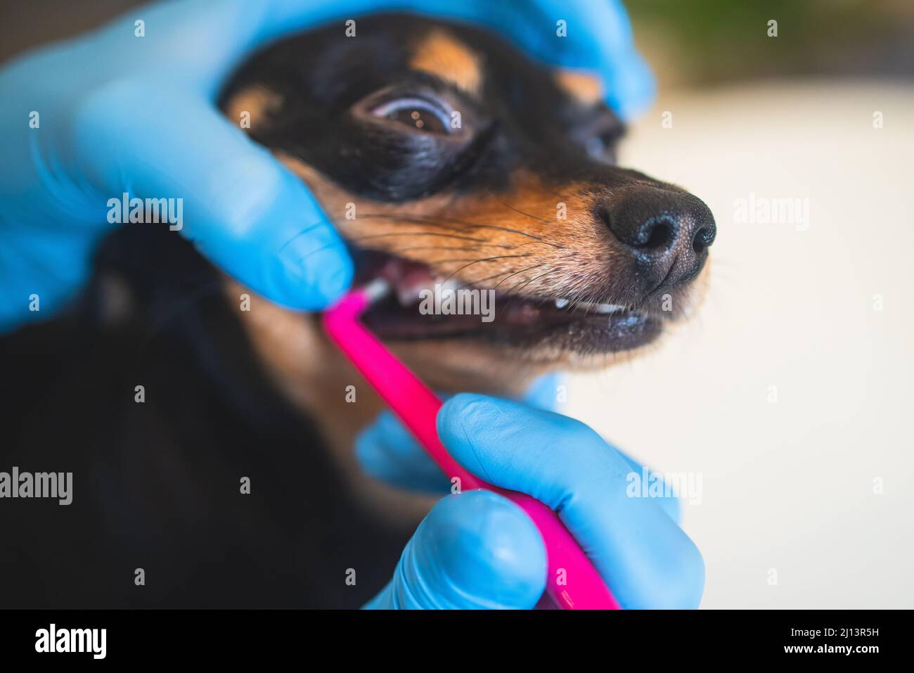 Veterinarian specialist holding the small dog and cleaning whitening