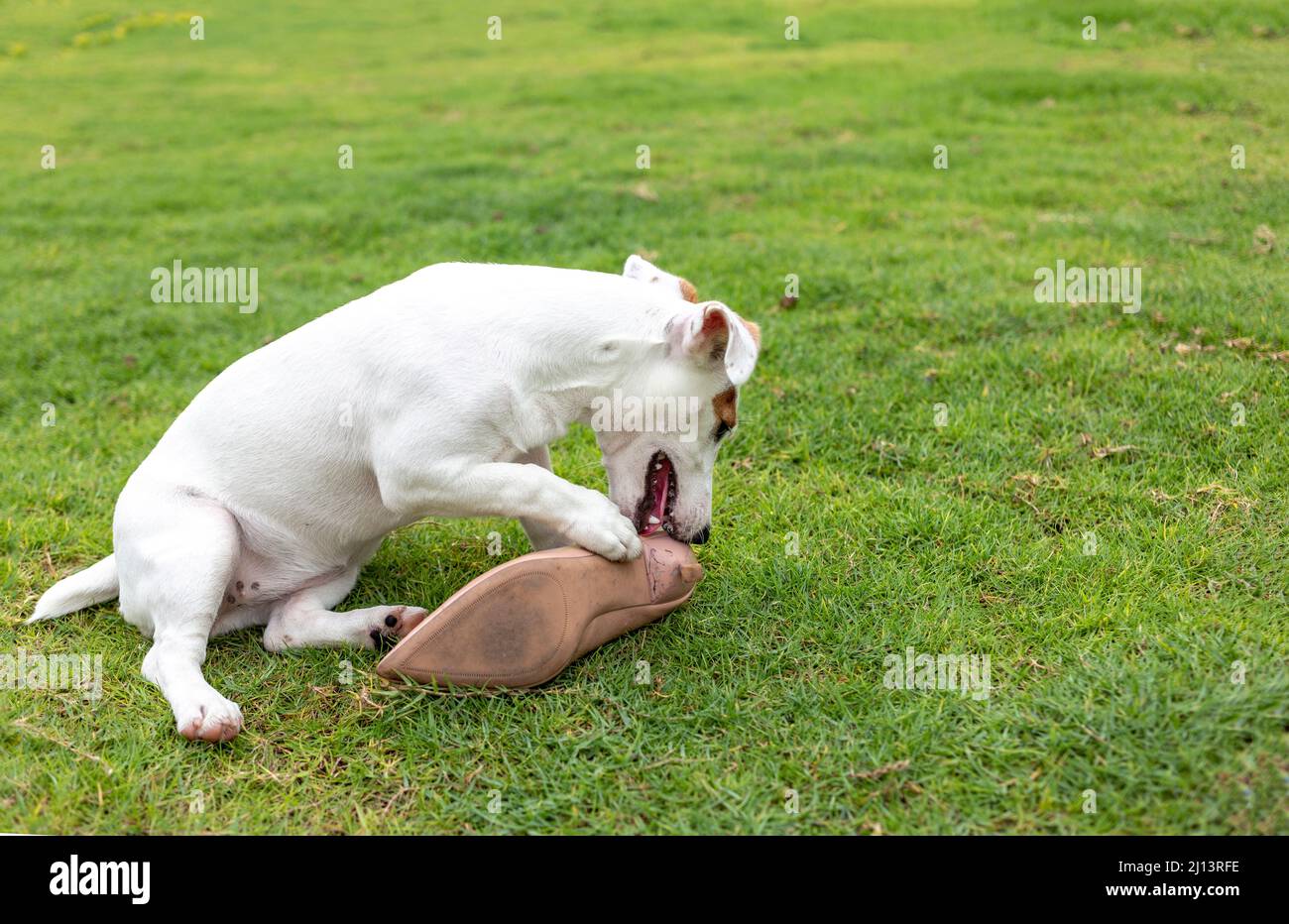 mini white Jack russel puppy dog bitting shoes on green grass background with long banner size Stock Photo