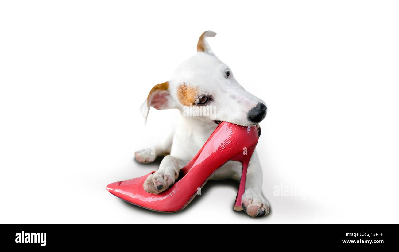 mini puppy dog bitting high shoes on white isolated background. Stock Photo