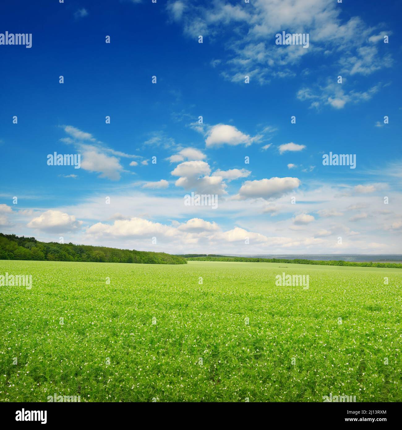 Square landscape with green pea field and blue sky. Stock Photo