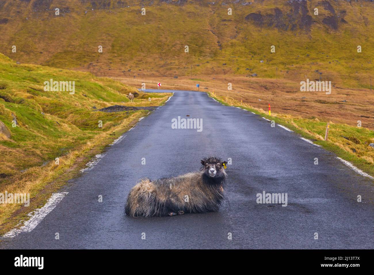 Sheep lying on the road in Ljosa, small village. Faroe Islands, Denmark. Stock Photo