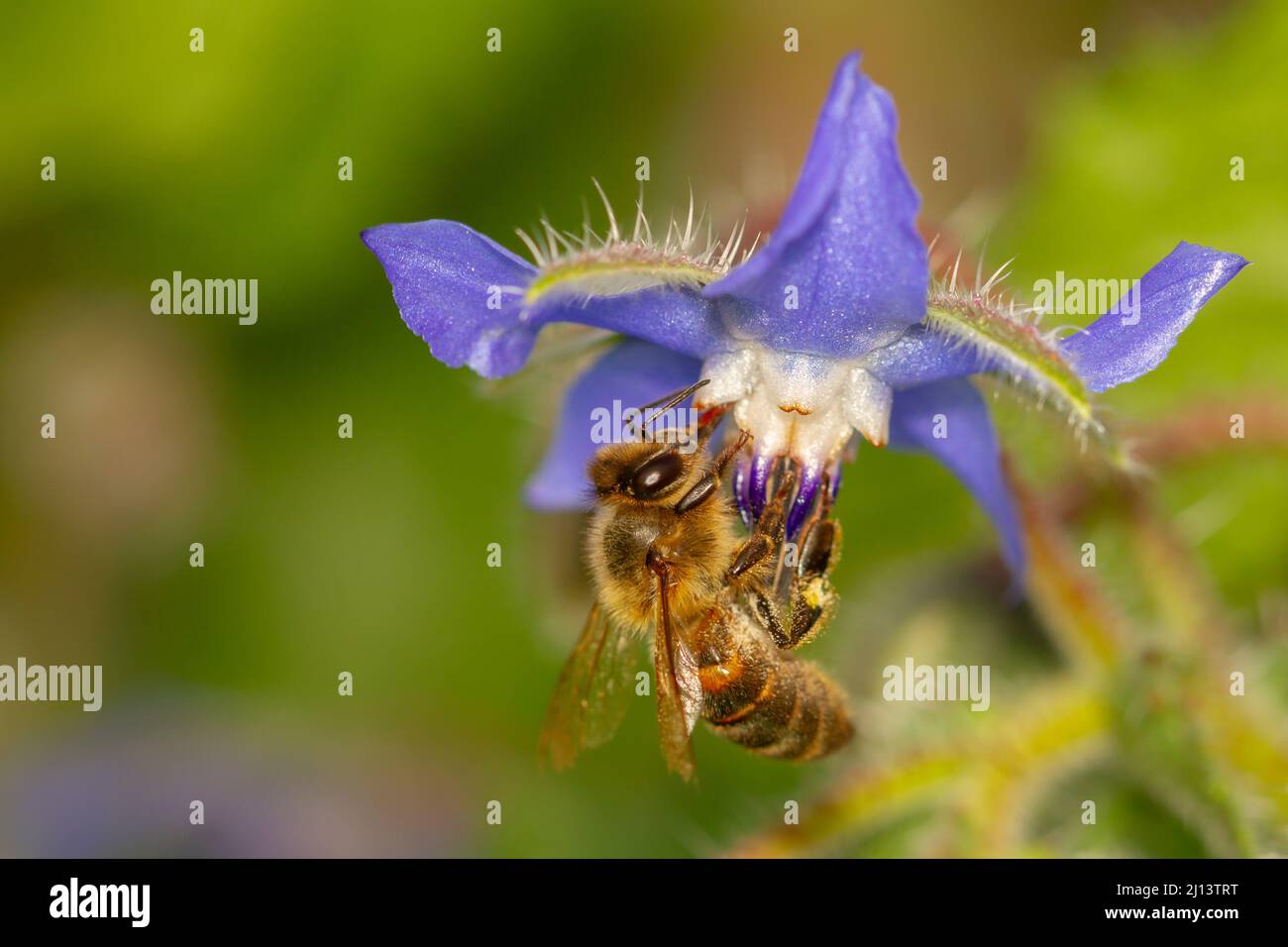 Worker bee drinking nectar Stock Photo Alamy