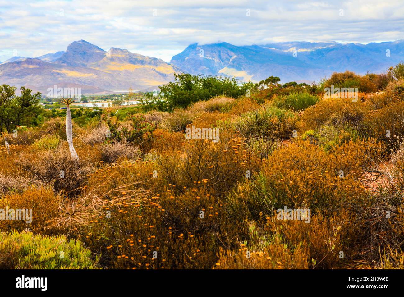 Karoo Desert National Botanical Gardens featuring Succulents, Aloes and Quiver Trees Stock Photo