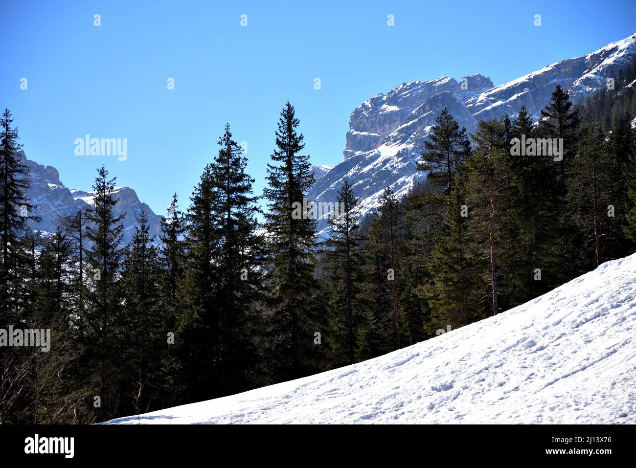 Lastron dei Tre Scarperi rock massif, 2957 meters high, in the woods of the Val Fiscalina Stock Photo