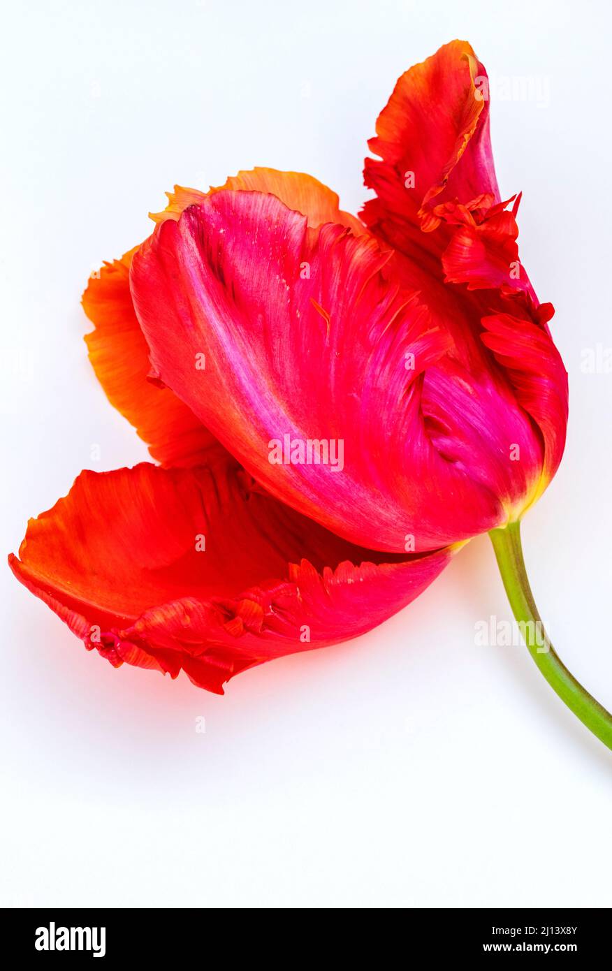 Single parrot tulip on white background Stock Photo