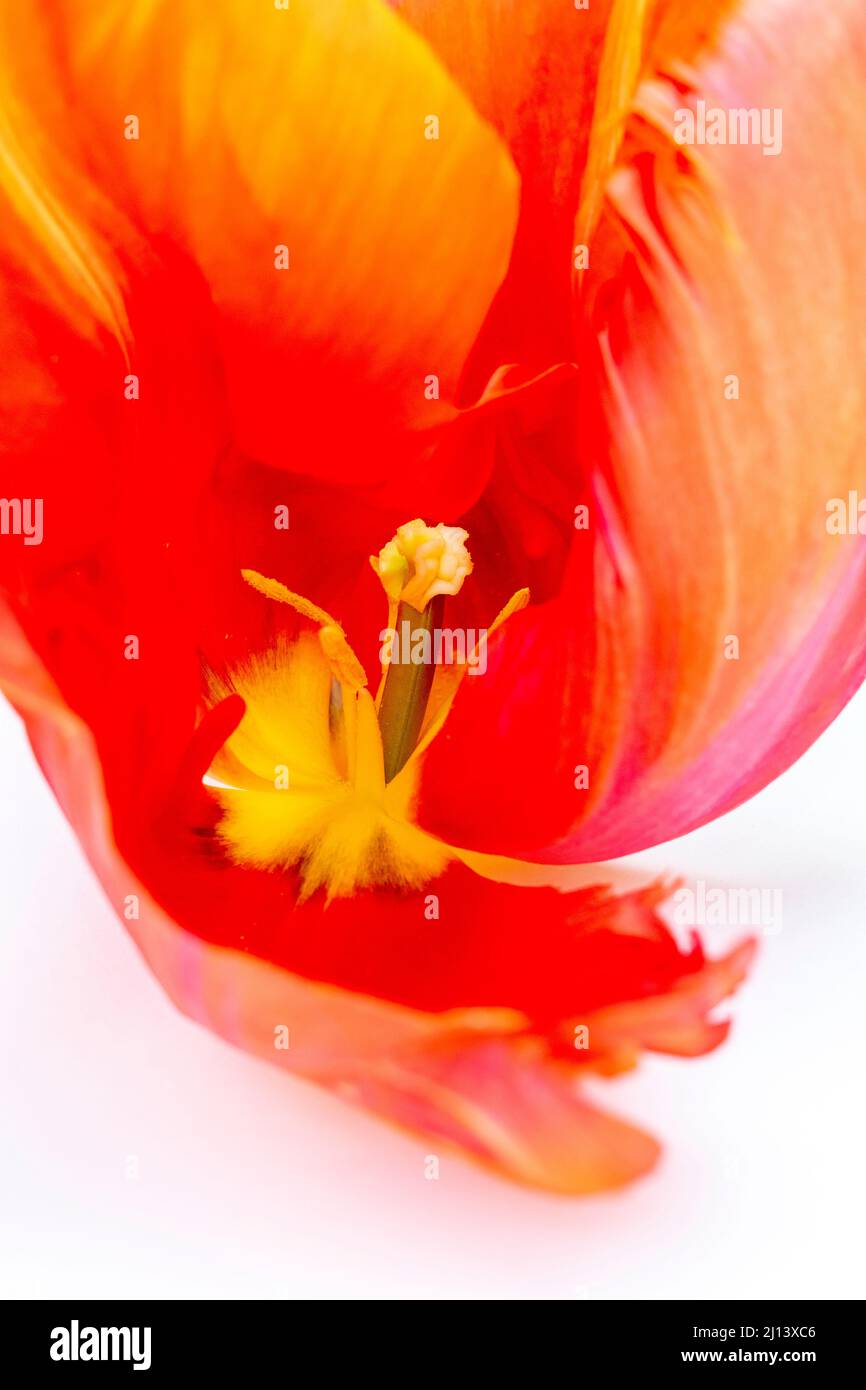 Close-up of inside of a red and orange tulip Stock Photo