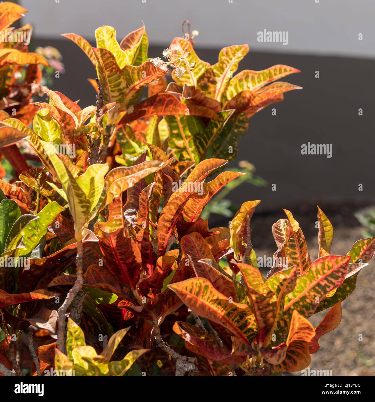 Variegated Croton flowering in Puerto de Mogan, Gran Canaria, Spain Stock Photo
