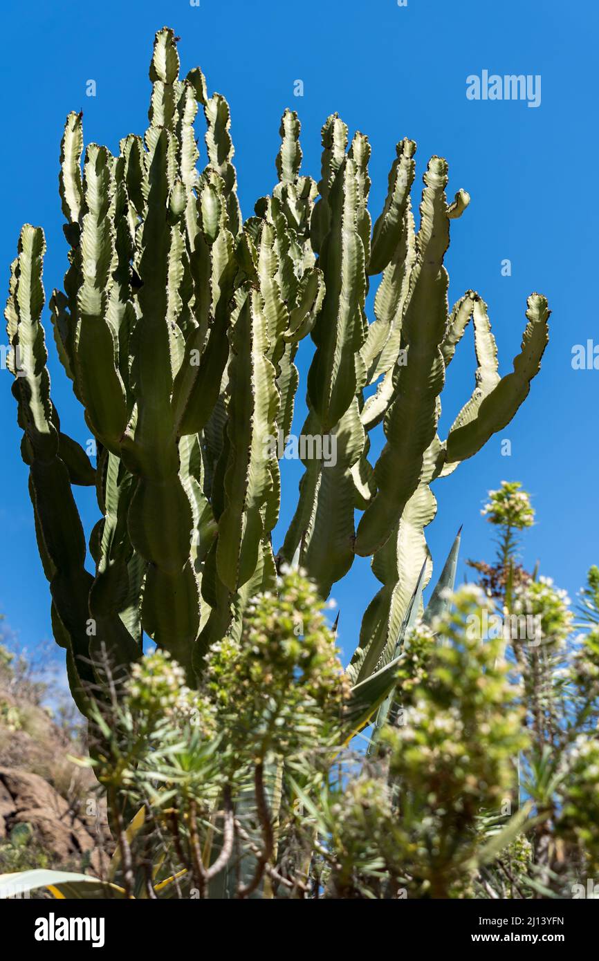 LOS PALMITOS, GRAN CANARIA, SPAIN - MARCH 8 : Candelabra tree growing in Los Palmitos, Gran Canaria, Spain on March 8, 2022 Stock Photo