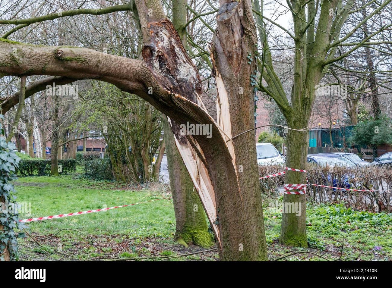 A fallen tree in Elthorne Park in North London. Extensive damage and several deaths followed storms Dudley, Eunice and Franklin Stock Photo