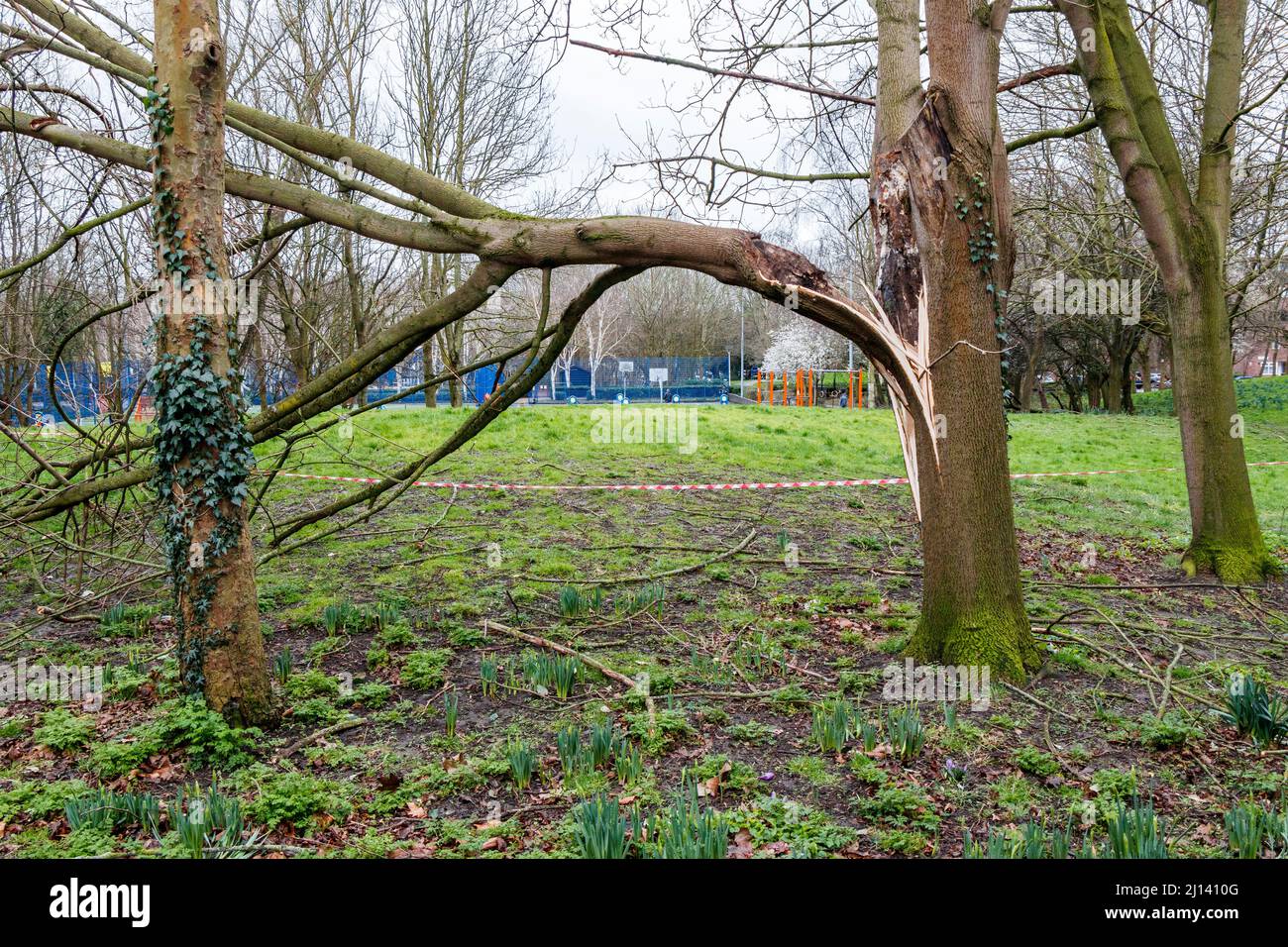 A fallen tree in Elthorne Park in North London. Extensive damage and several deaths followed storms Dudley, Eunice and Franklin Stock Photo