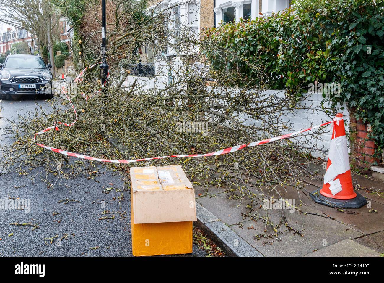 A fallen tree in a North London street. Extensive damage and several deaths followed storms Dudley, Eunice and Franklin Stock Photo