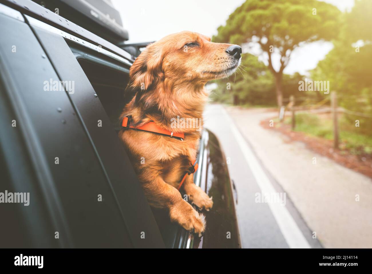 Dog riding in car and looking out from car window. Happy dog travelling and enjoying life Stock