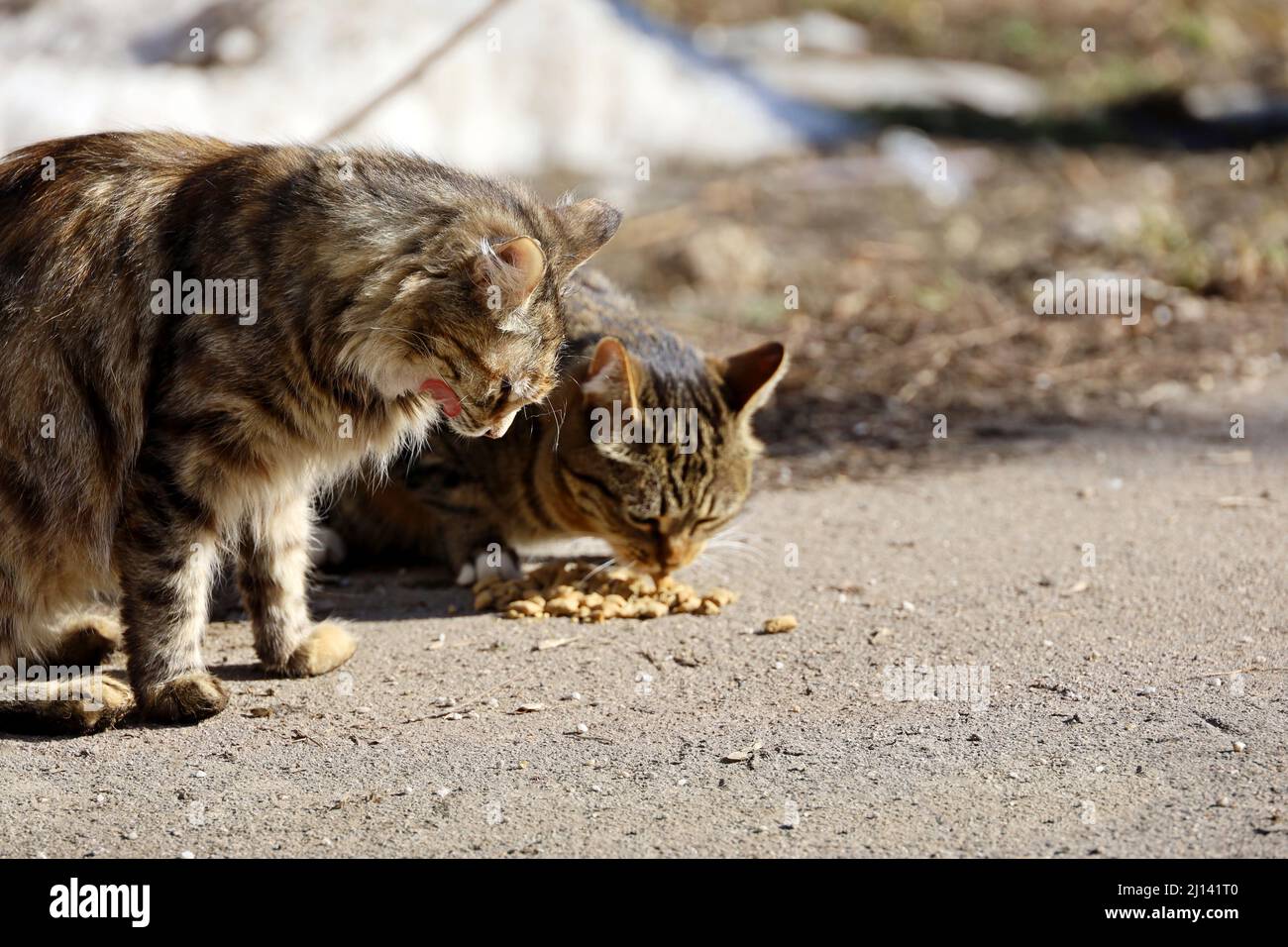 Stray cats eating food on a street. Care of animals at spring weather Stock Photo