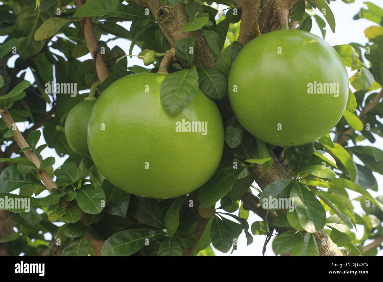 Crescentia cujete, commonly known as the calabash tree Stock Photo