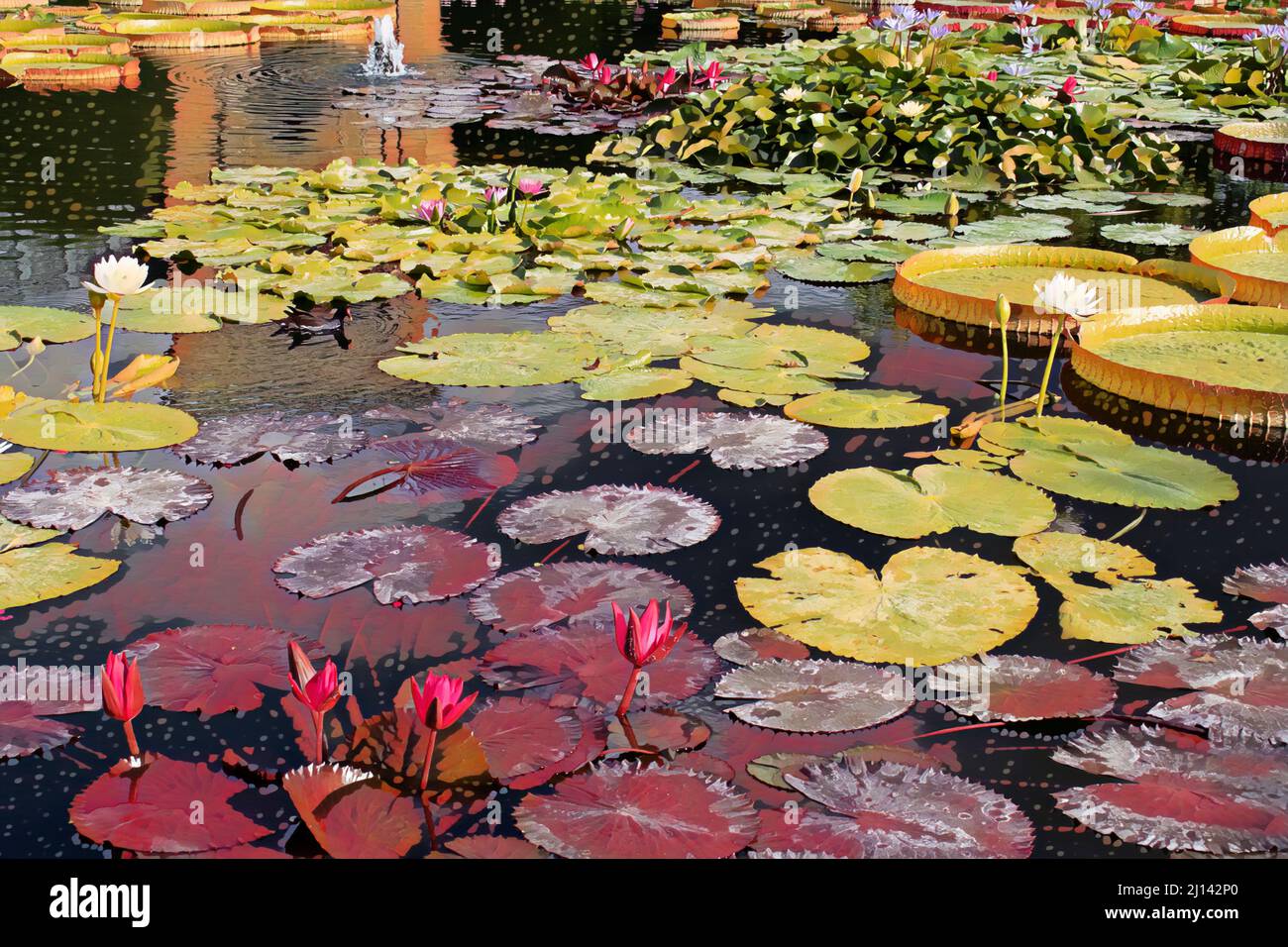 Vashon, WA Cedar walkway encircles a quiet pond with pond lilies and  grasses in summer garden Stock Photo - Alamy