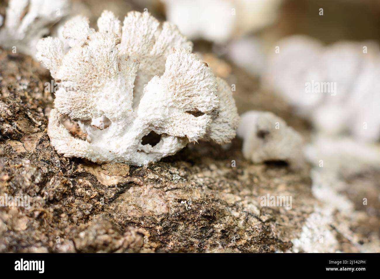 white fungi grow on dead tree trunk, closeup macro of fungus that digests moist wood taken in shallow depth of field Stock Photo