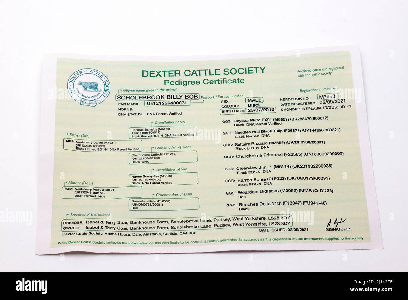 Dexter Cattle Society Pedigree Certificate Stock Photo