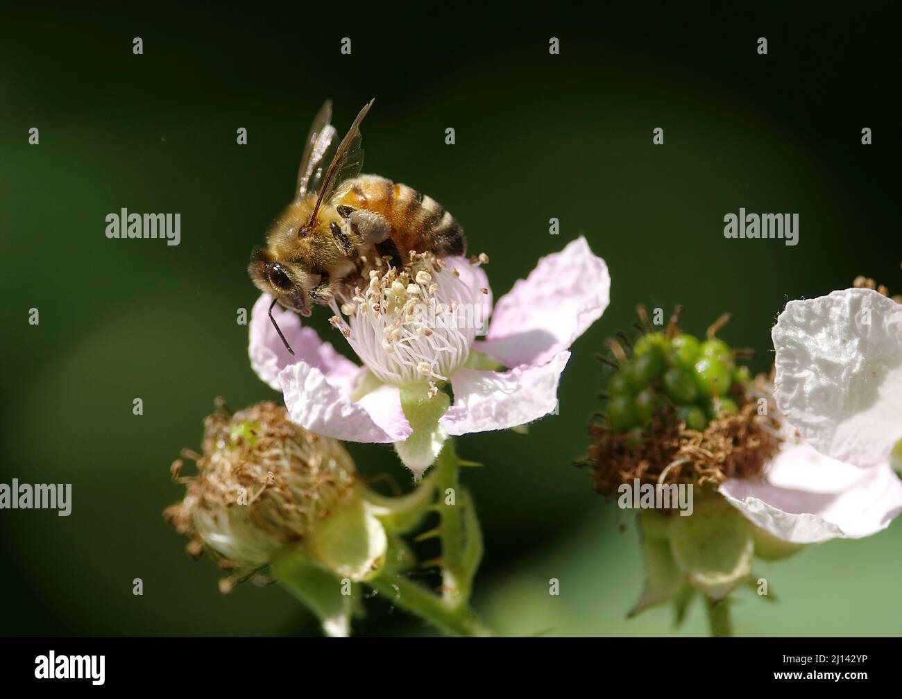 A Honeybee (Apis) collecting pollen from a Himalayan Blackberry Blossom (Rubus armeniacus). Stock Photo