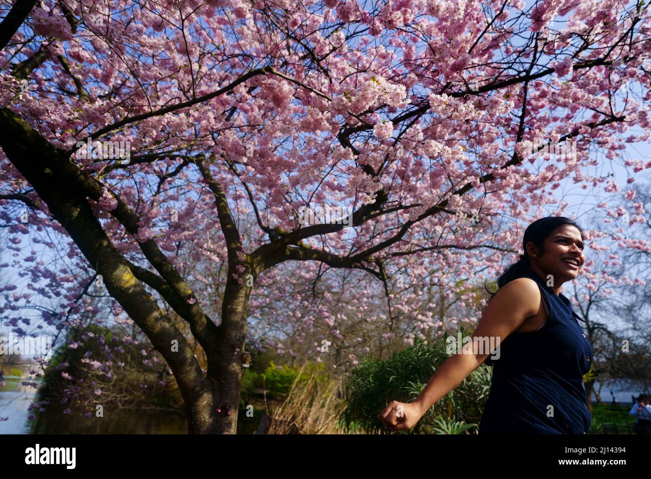 A woman next to a cherry blossom tree in St James's Park, London ...