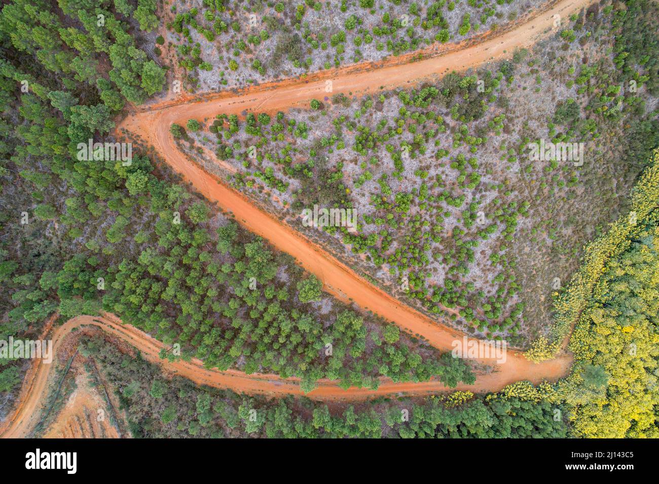 aerial view of a mountain dirt road with pine tree plantations Stock