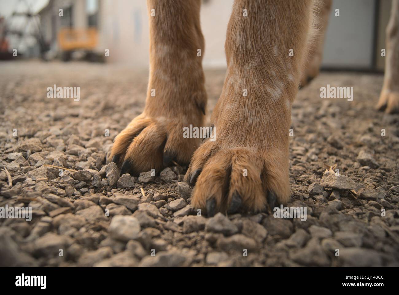 Photo of small dog feet Stock Photo Alamy
