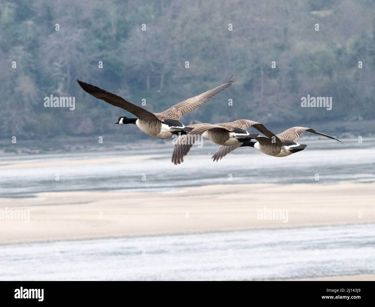 Flock of Canada Geese (Branta canadensis Stock Photo Alamy