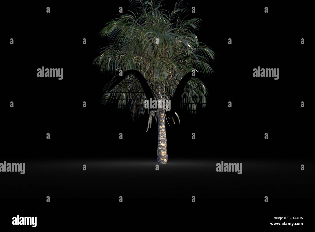 Barbed wire over silhouette of palm tree against black background Stock Photo
