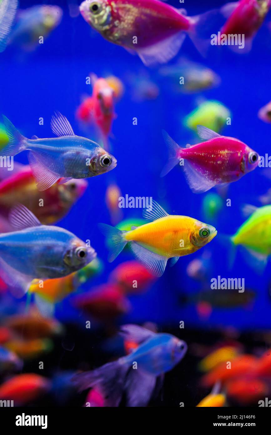 assortment of Ternetia Glofish in blue aquarium Stock Photo