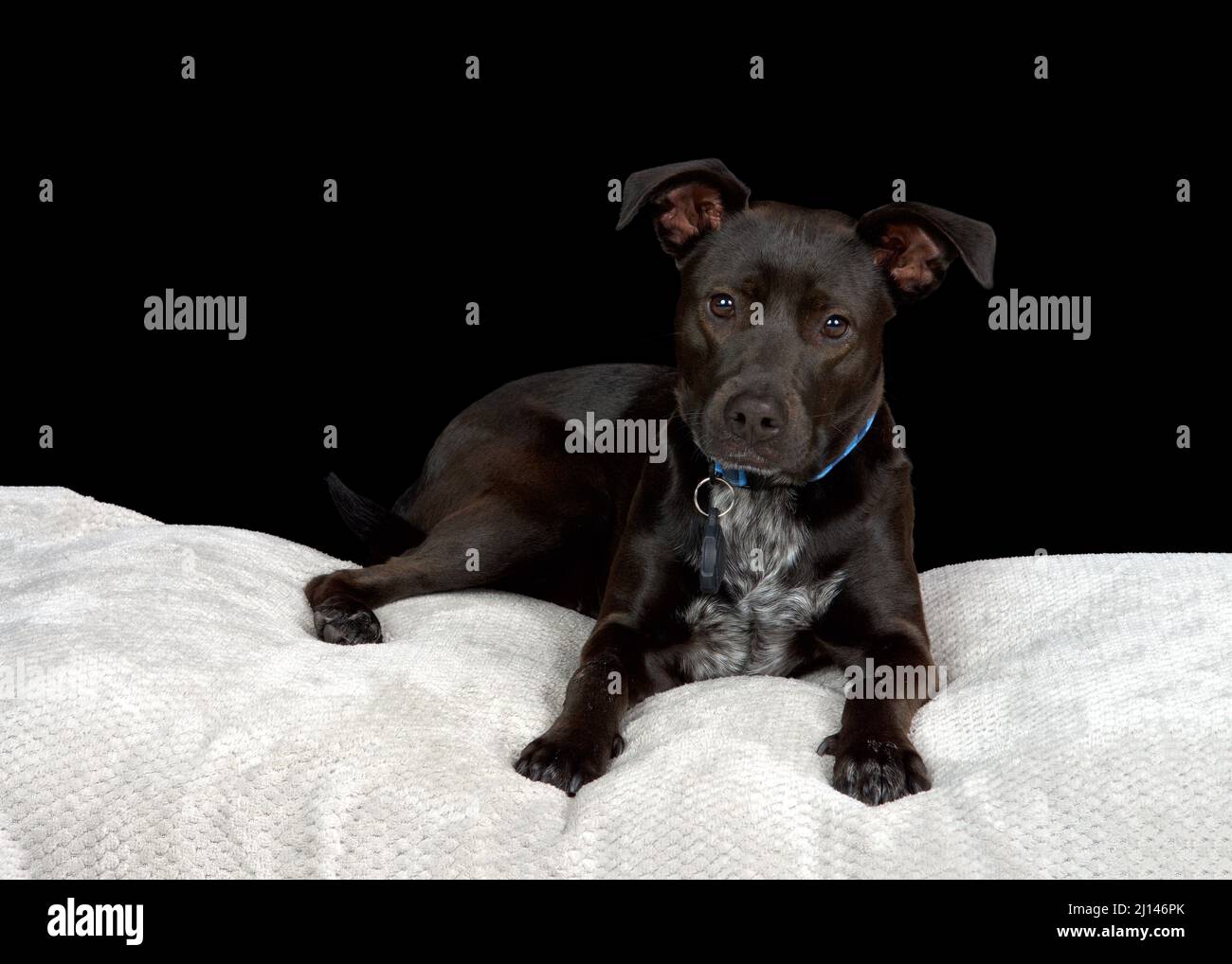 Portrait of a black labrador mix puppy with white chest markings wearing a blue checkered collar laying on a grey blanket looking at viewer with atten Stock Photo