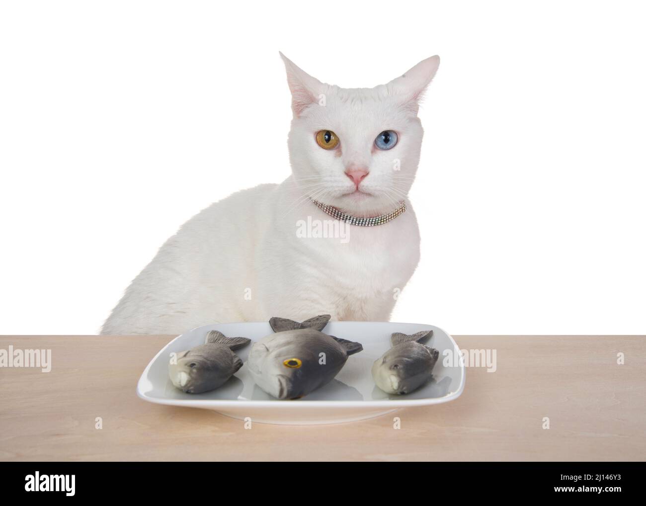 White kao manee cat with heterochromia sitting at a light wood table with square white porcelain plate with trout. Cat looking at viewer, isolated on Stock Photo