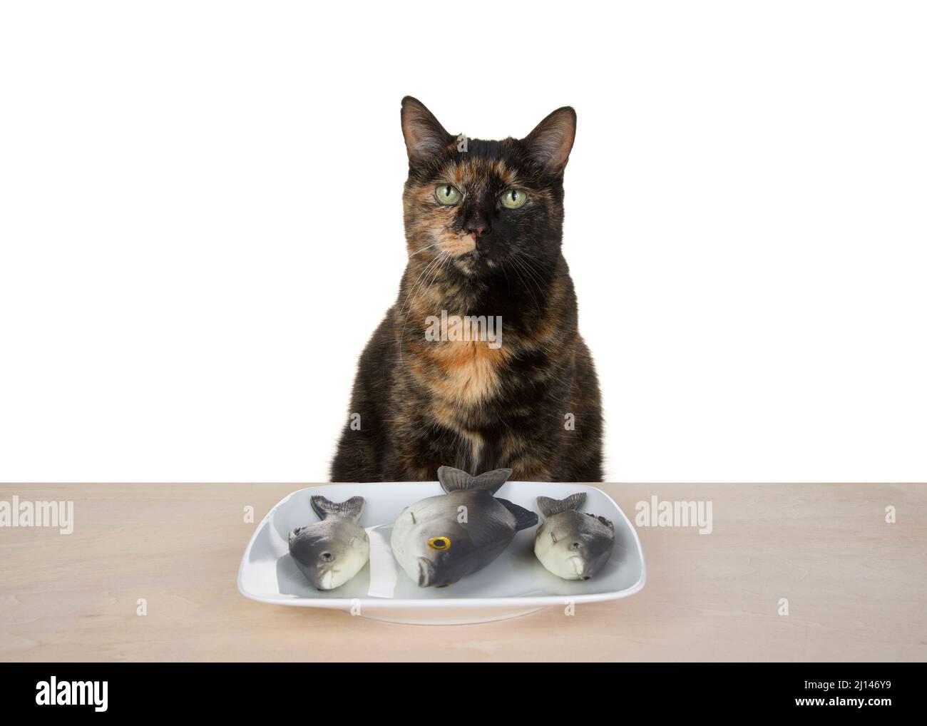 Black and orange torbie tortie tabby cat sitting at a light wood table with square white porcelain plate with trout. Cat looking at viewer, isolated o Stock Photo
