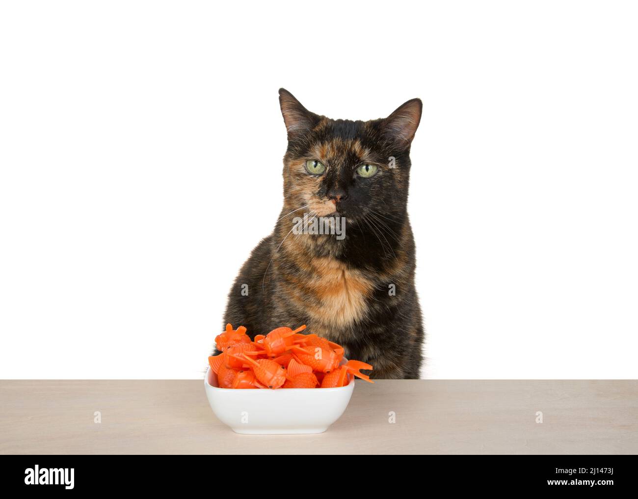Black and orange torbie tortie tabby cat sitting at a light wood table with square white porcelain bowl full of orange gold fish. Cat looking at viewe Stock Photo