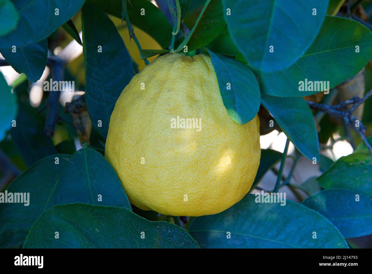 hybrid ponderosa lemon, rough lemon, ripening on the tree. A citrus hybrid of a pomelo and a citron. Stock Photo