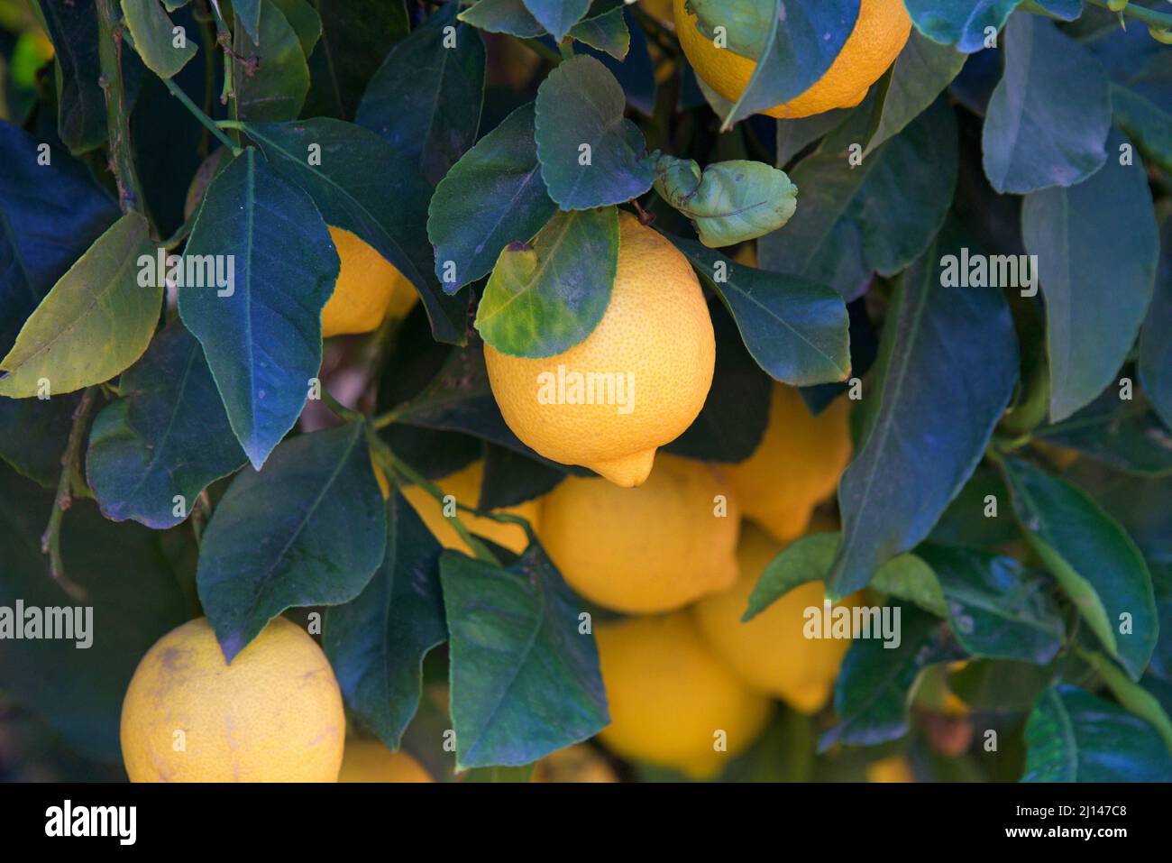 Close up of Lisbon lemons ripening on the tree, surrounded by green leaves. One of the most widely available varieties of lemon found in shops worldwi Stock Photo