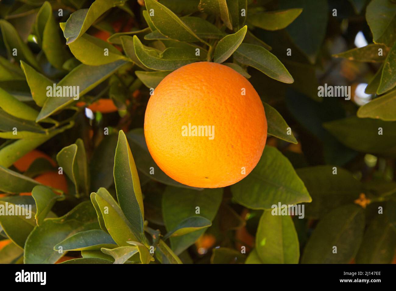 Close up of one Navel Orange growing, ripening on the tree surrounded by green leaves. Stock Photo