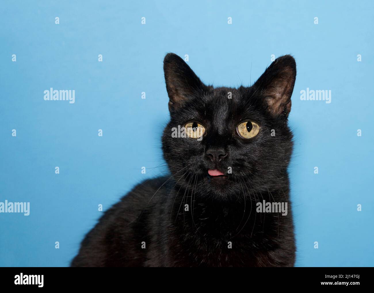 Portrait of a back cat facing viewer looking slightly up to viewers left with tip of tongue sticking out. Blue background with copy space. Stock Photo