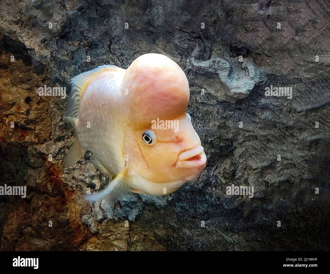 Close up of a flowerhorn fish with dark rock background in an aquarium Stock Photo
