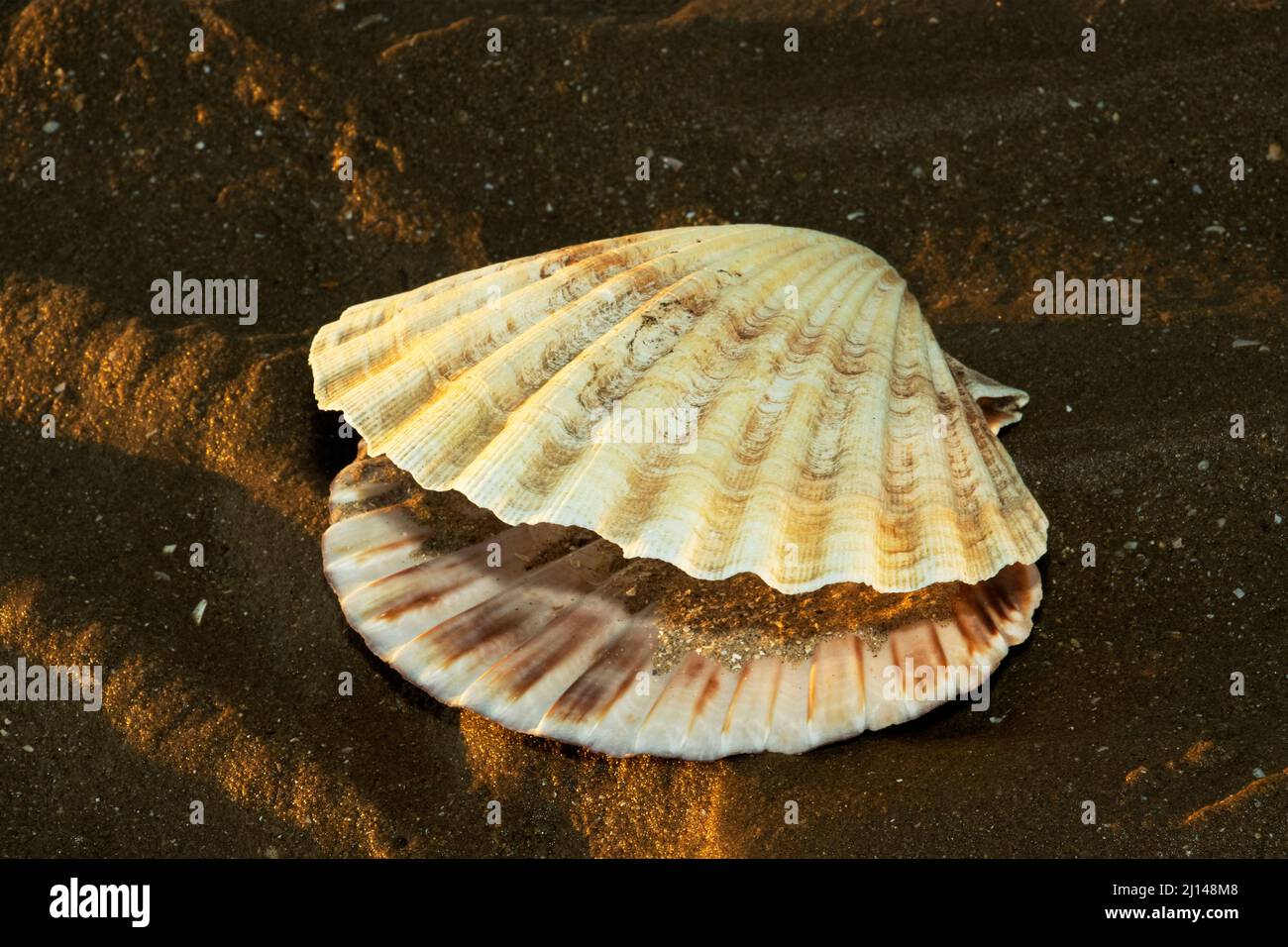 The Great Scallop shell is the ideal example of a powerful free-swimming bivalve. Overfished in many areas these molluscs prefer sandy seabed's Stock Photo