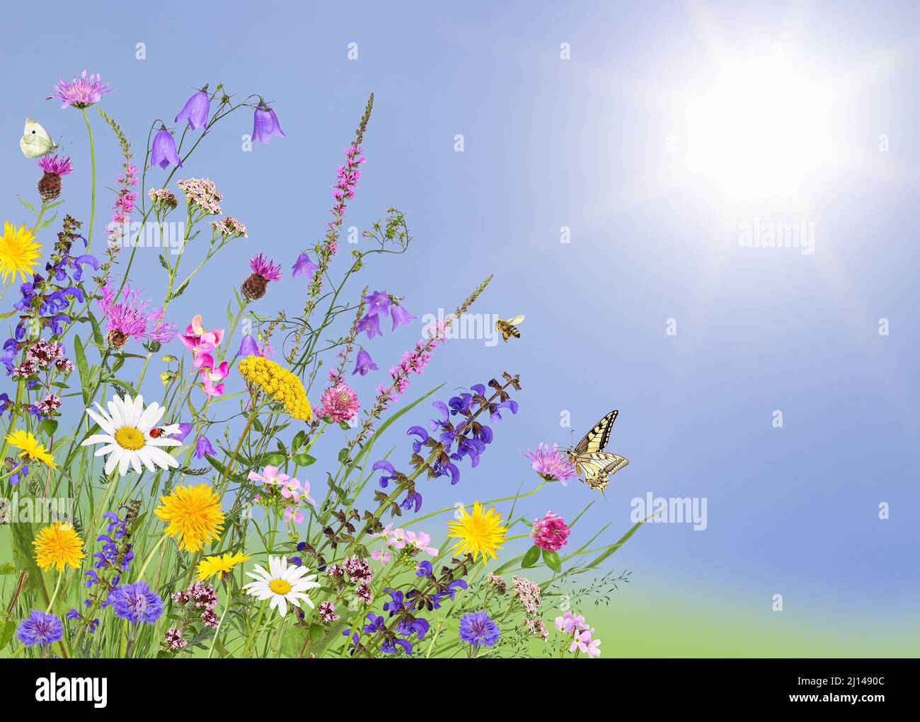 Colorful meadow flowers with insects and blue sky Stock Photo